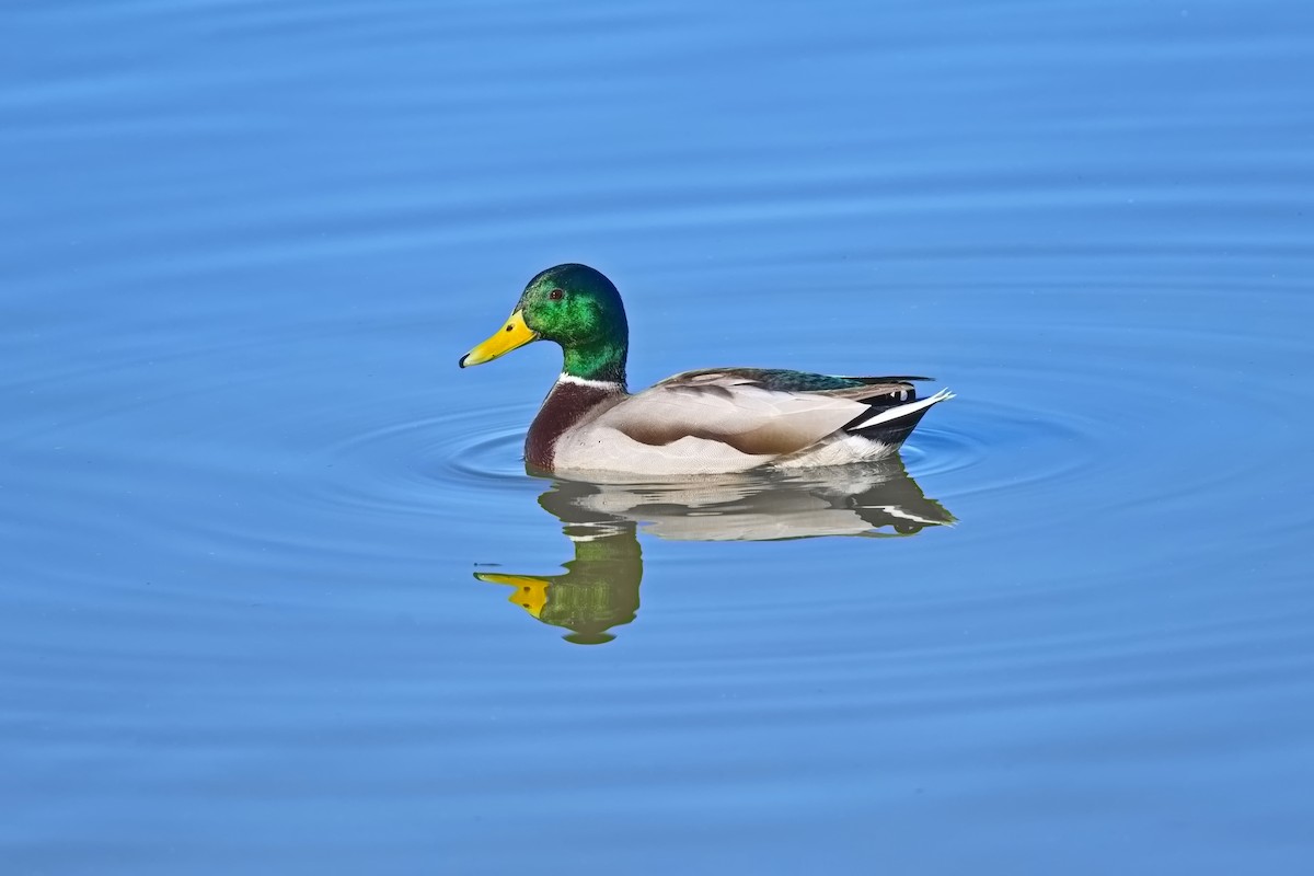 Mallard - ML646434355