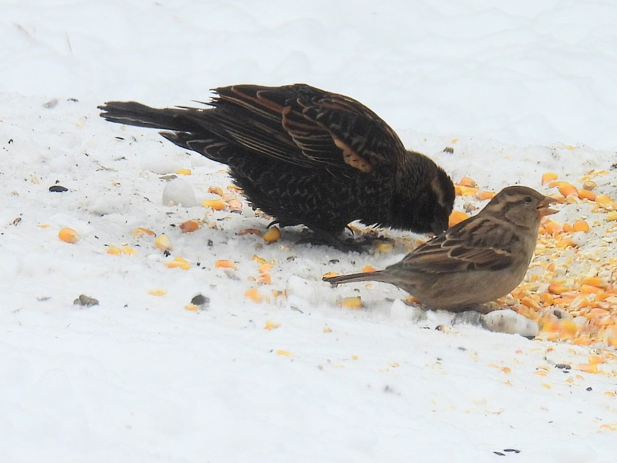 Red-winged Blackbird - ML646434357