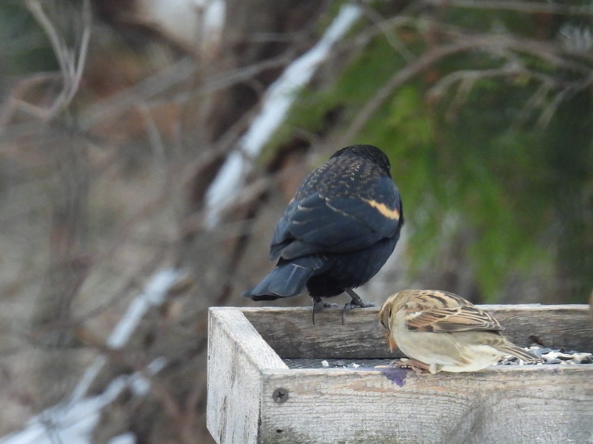 Red-winged Blackbird - ML646434358
