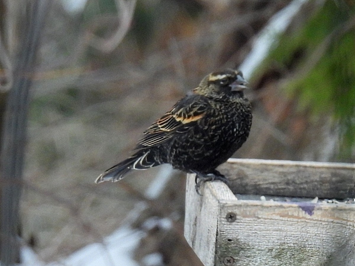 Red-winged Blackbird - ML646434359