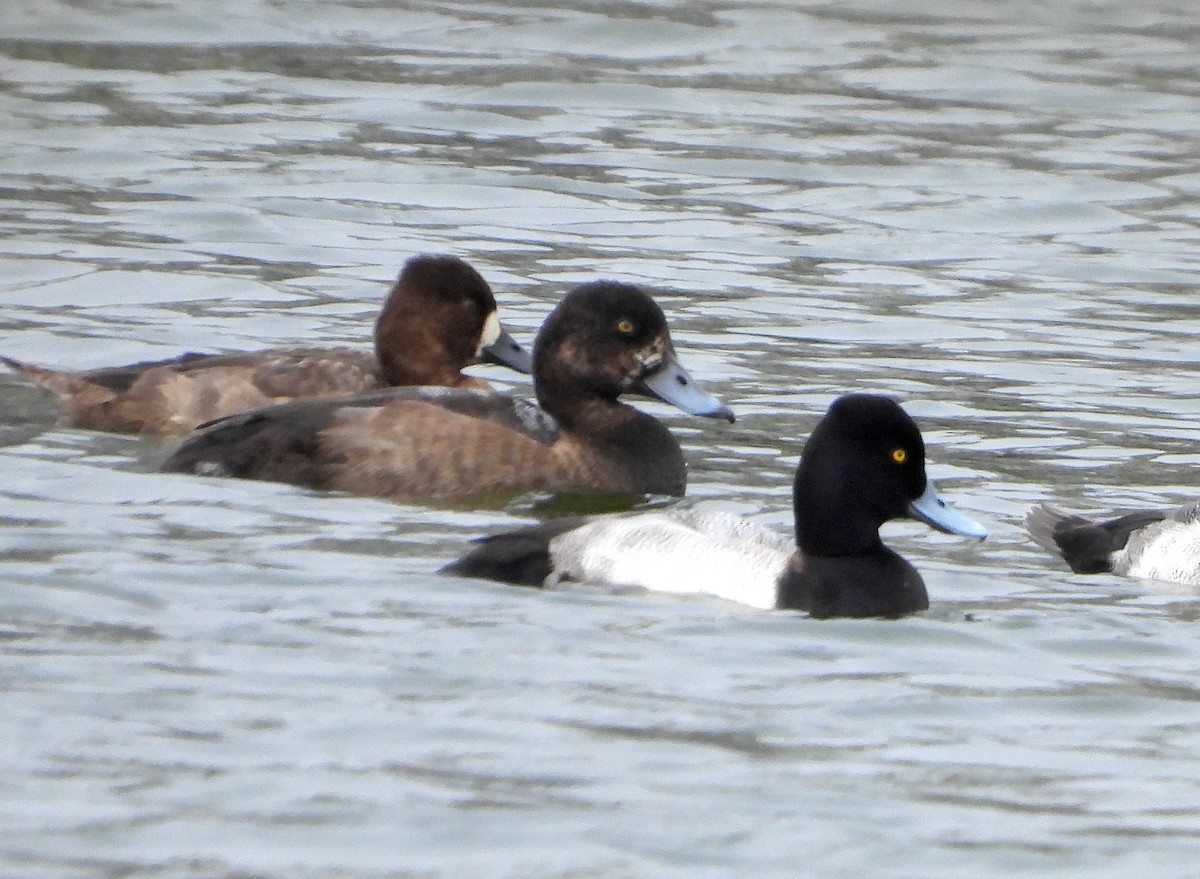 polák kaholka - ML646434361