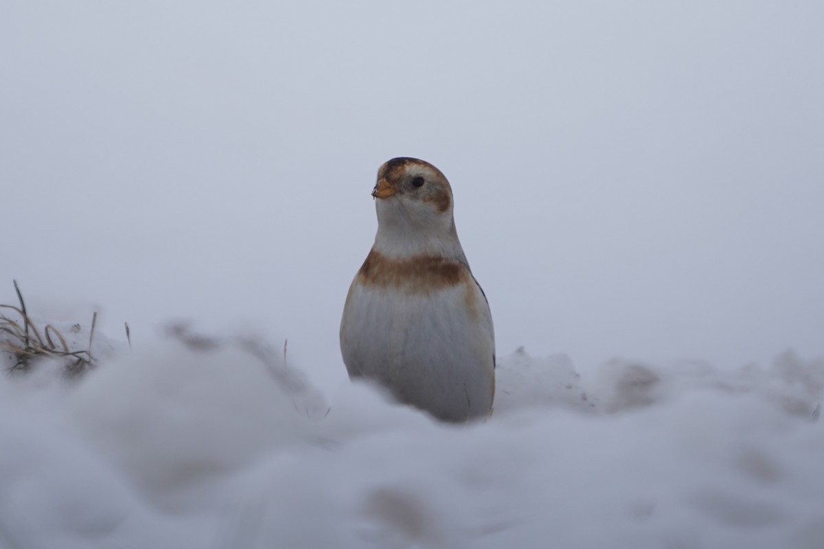 Snow Bunting - ML646434364