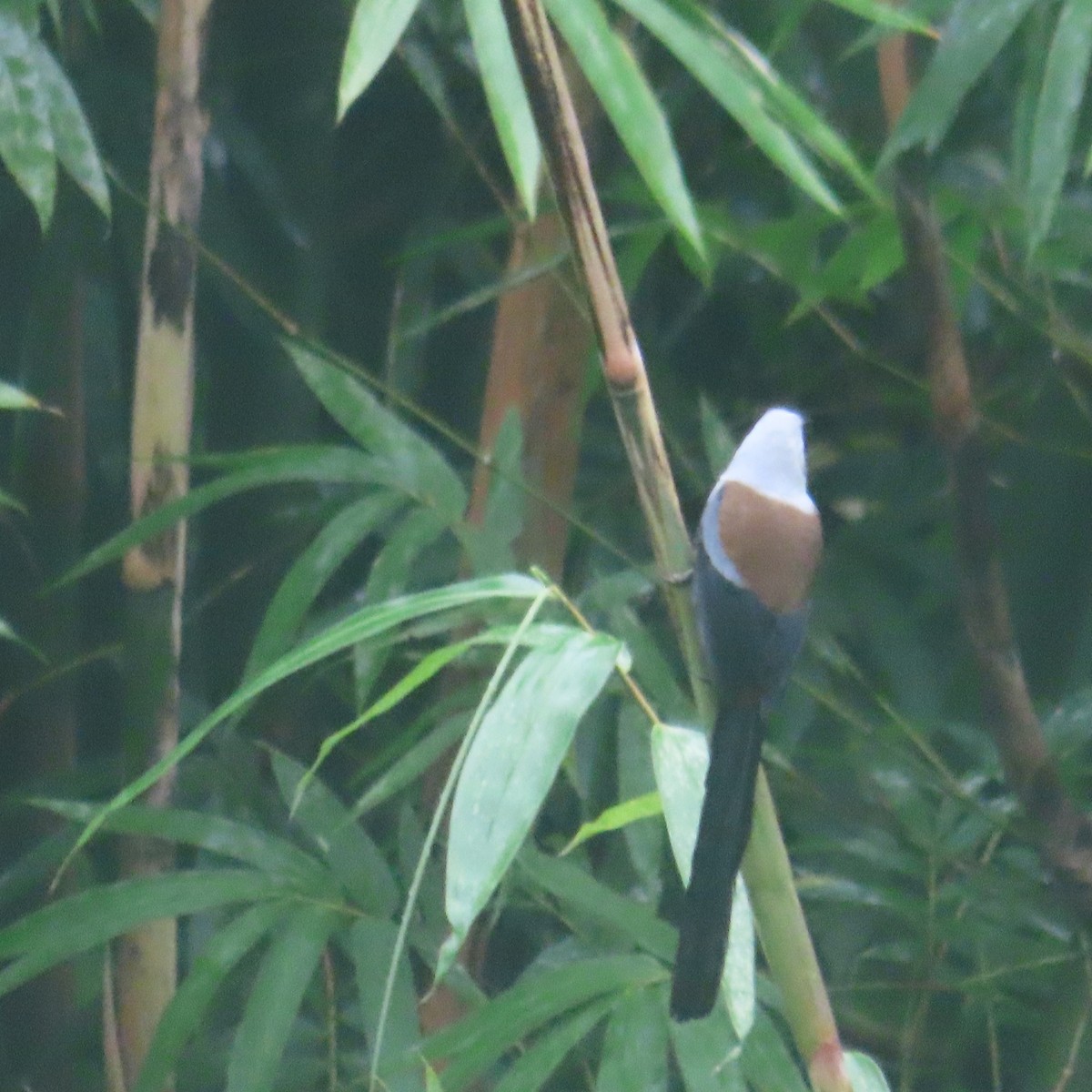 Collared Treepie - ML646434365