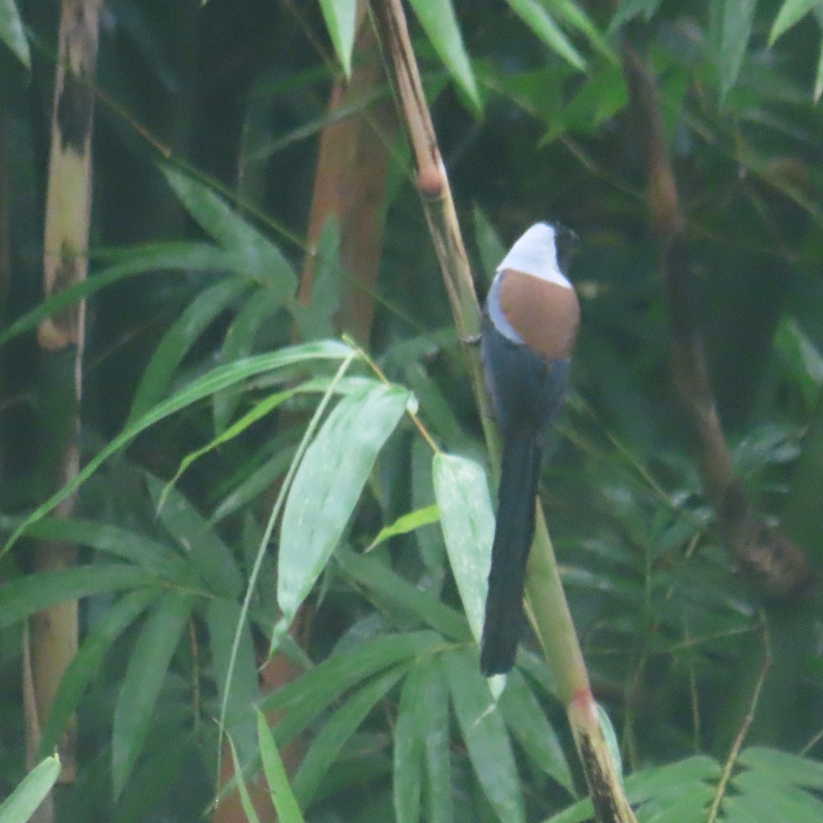 Collared Treepie - ML646434366