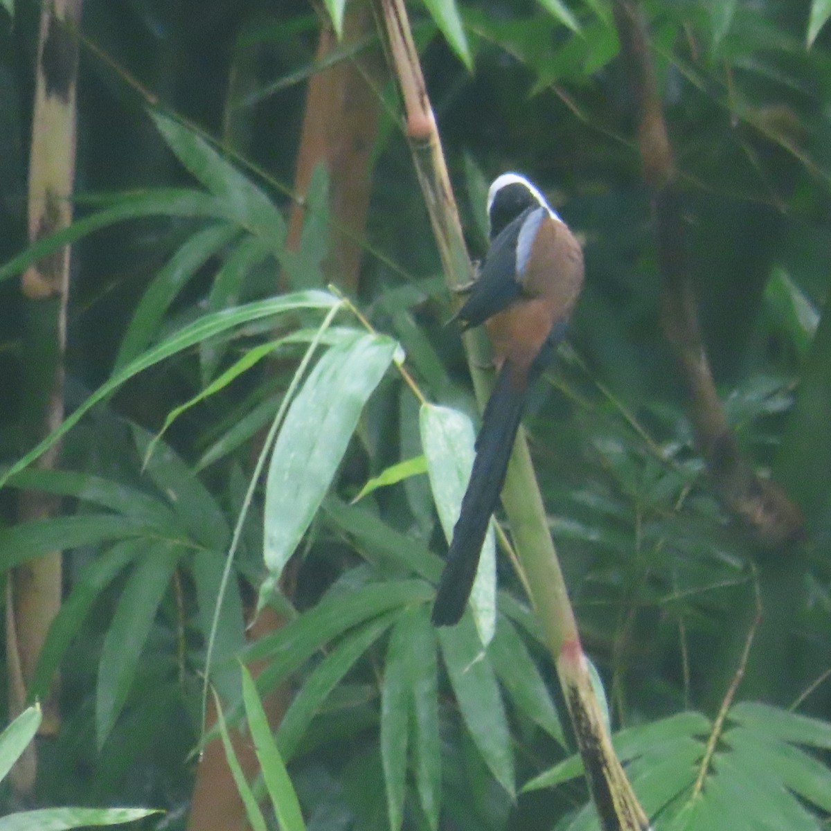 Collared Treepie - ML646434367
