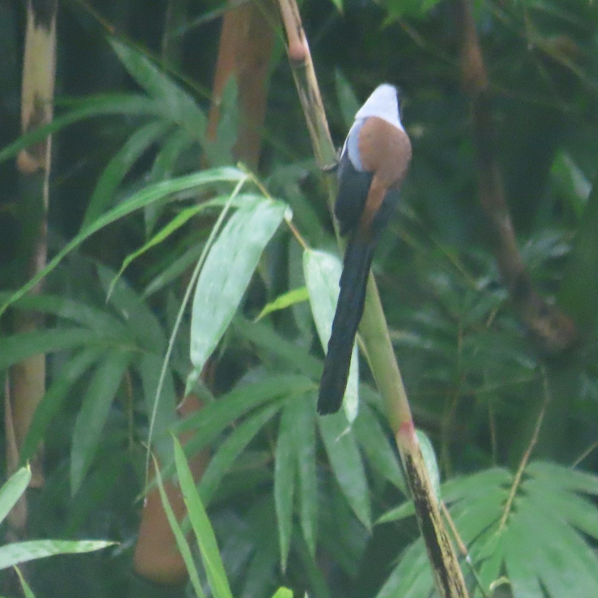 Collared Treepie - ML646434368