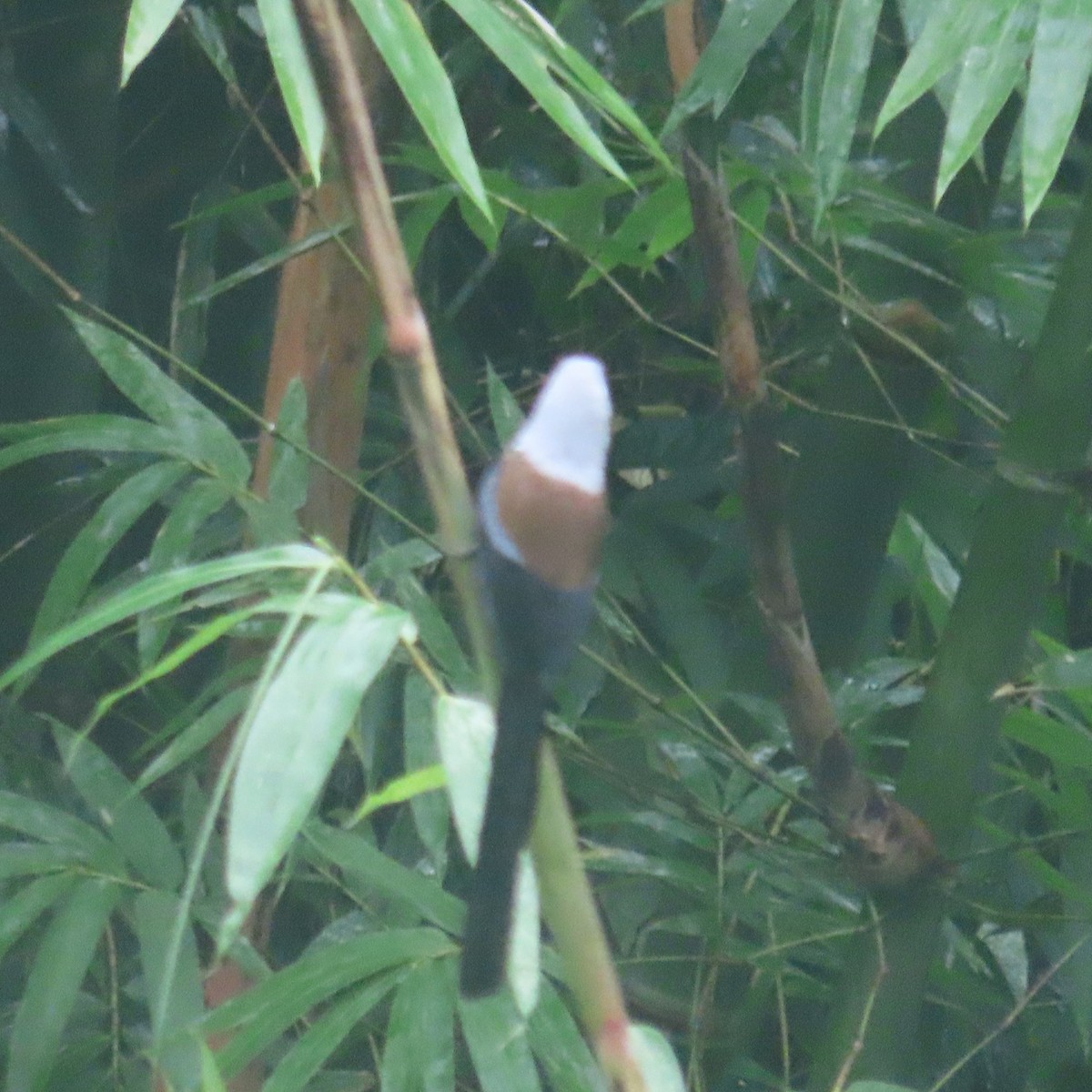 Collared Treepie - ML646434369