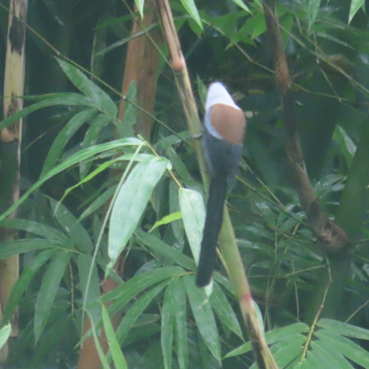 Collared Treepie - ML646434370