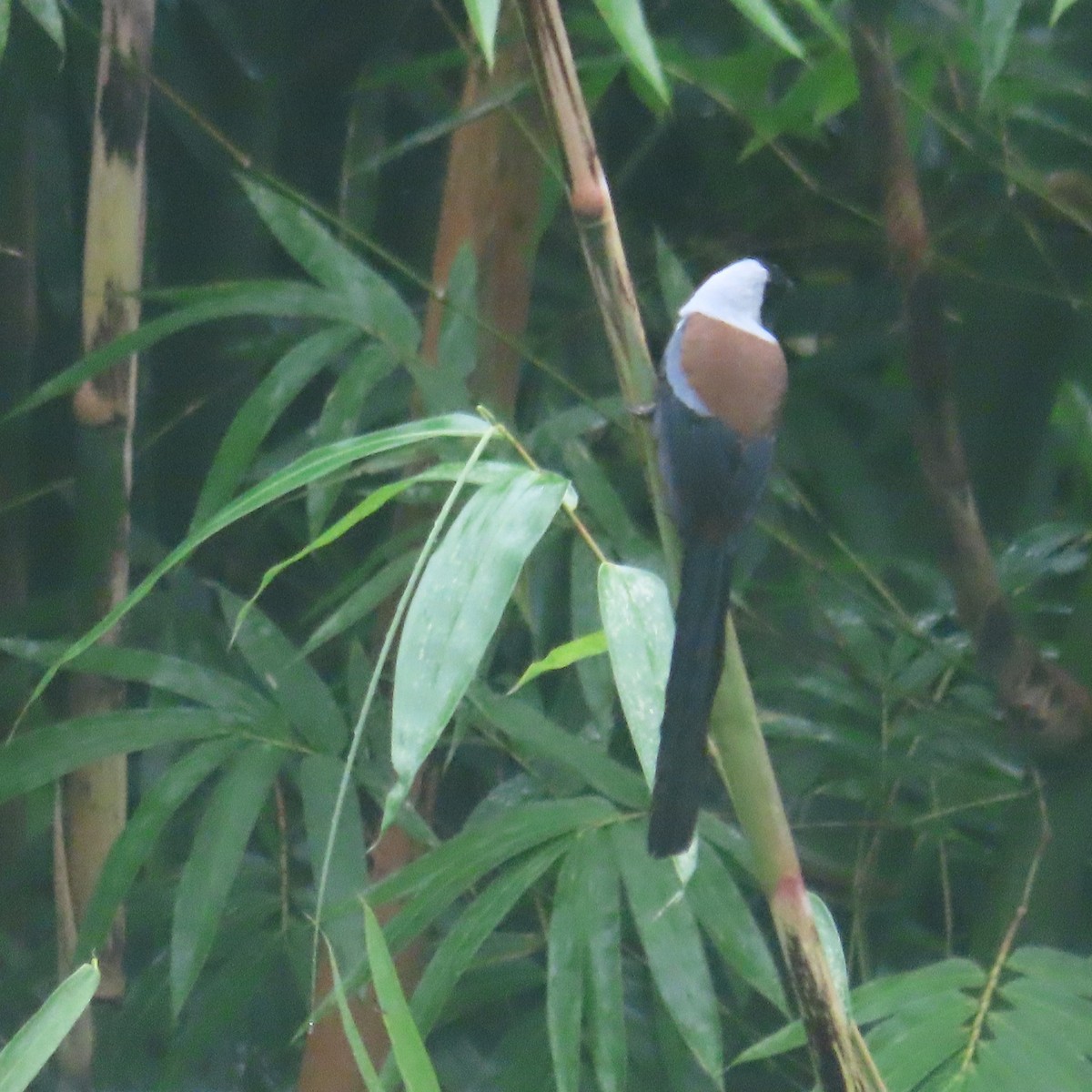 Collared Treepie - ML646434371