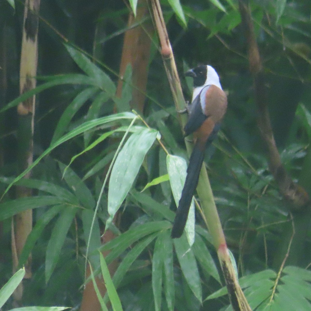 Collared Treepie - ML646434372