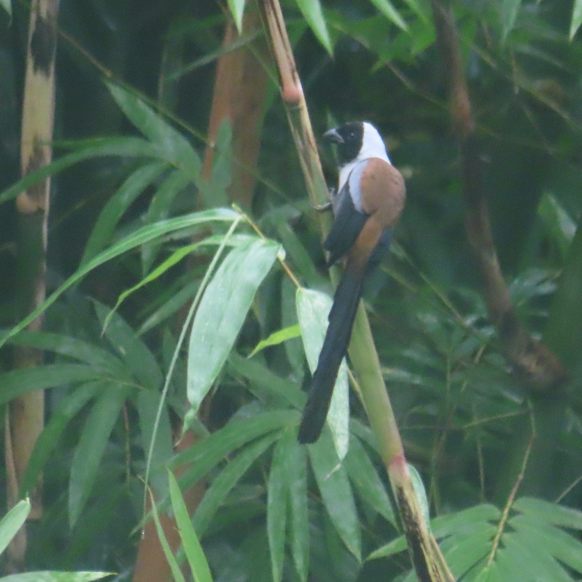 Collared Treepie - ML646434373