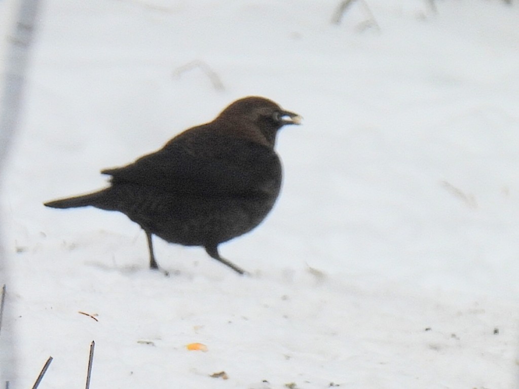 Rusty Blackbird - ML646434374