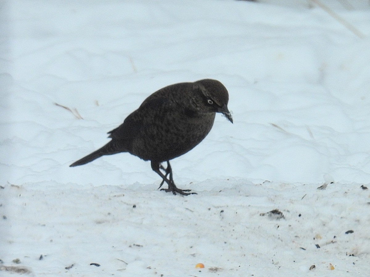 Rusty Blackbird - ML646434375