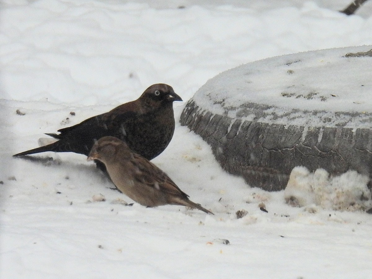 Rusty Blackbird - ML646434376