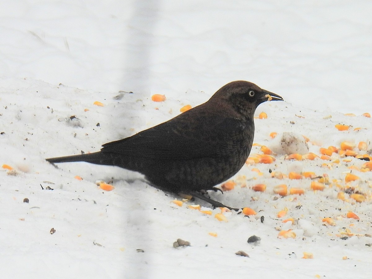 Rusty Blackbird - ML646434377