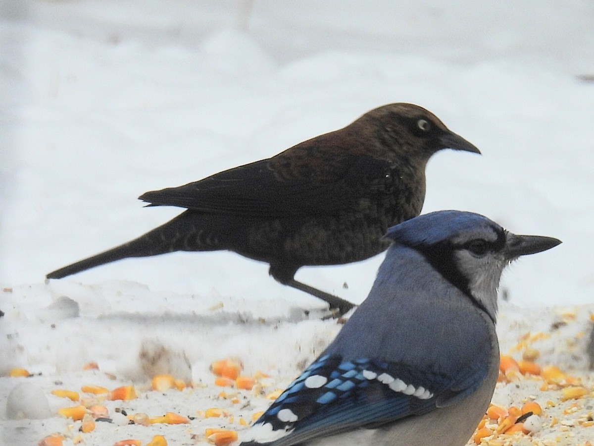 Rusty Blackbird - ML646434378
