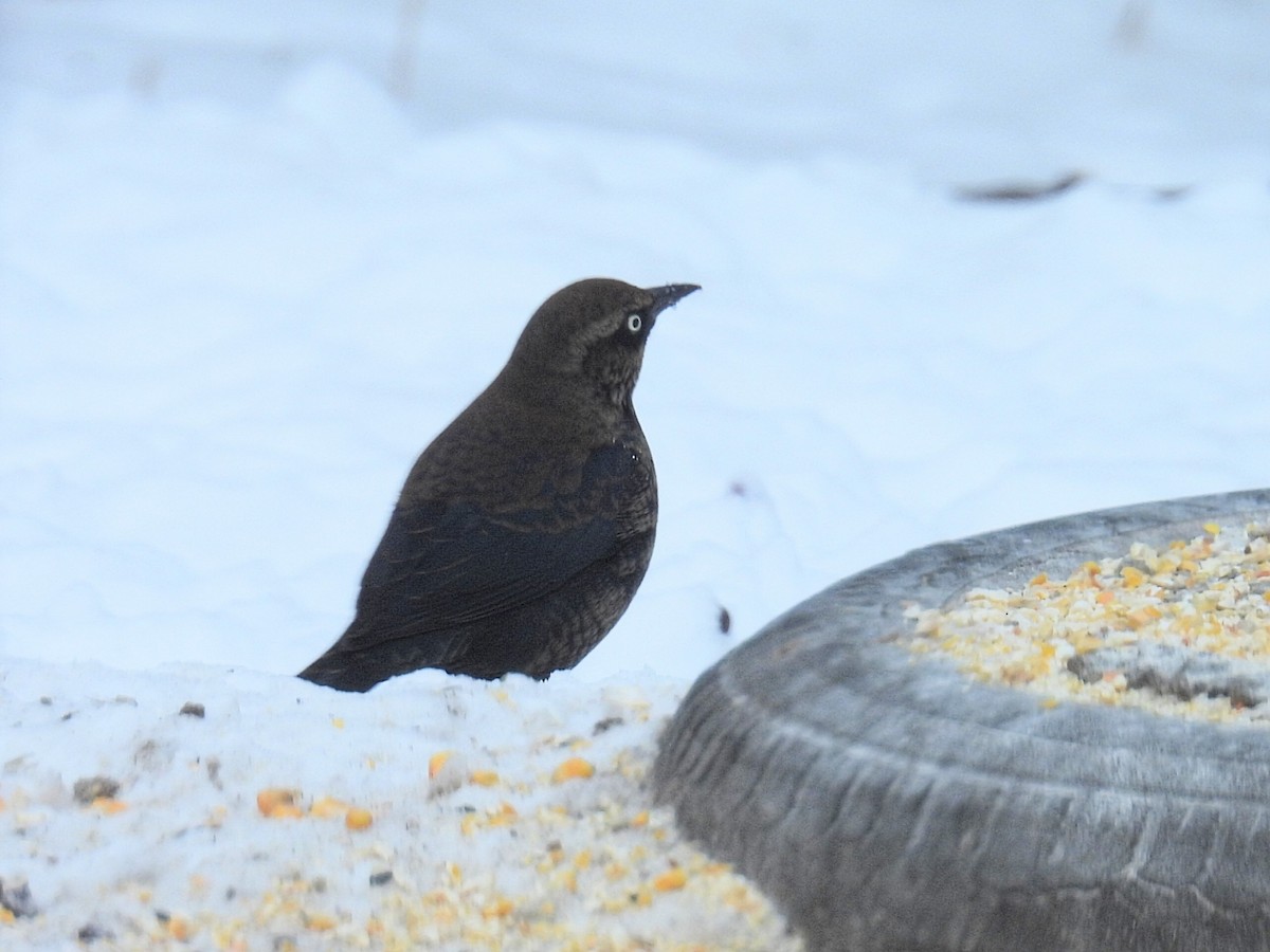 Rusty Blackbird - ML646434379