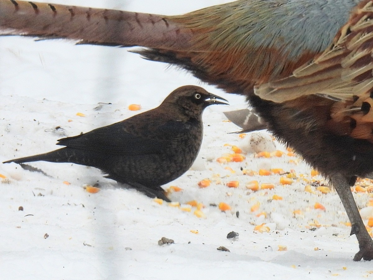 Rusty Blackbird - ML646434380