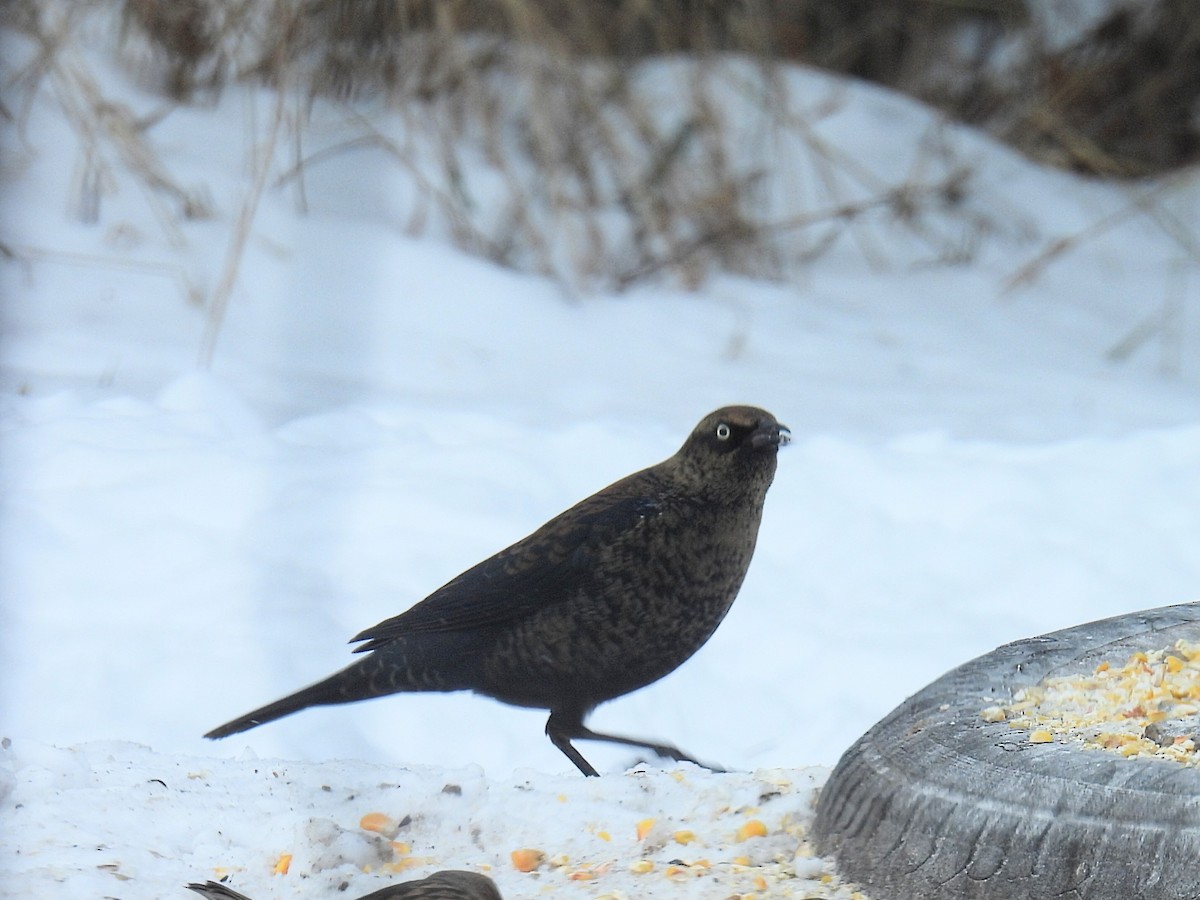 Rusty Blackbird - ML646434381