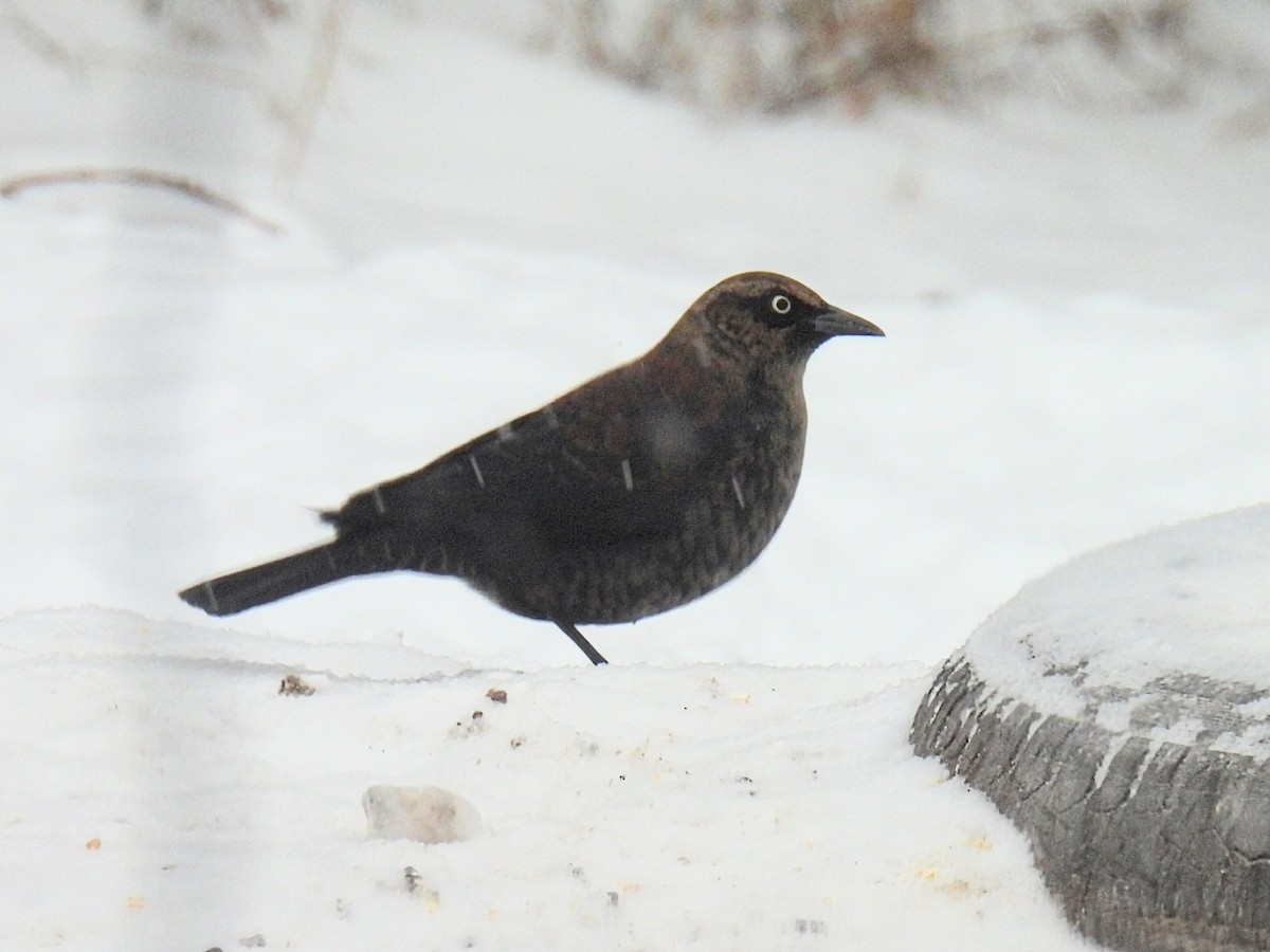 Rusty Blackbird - ML646434382