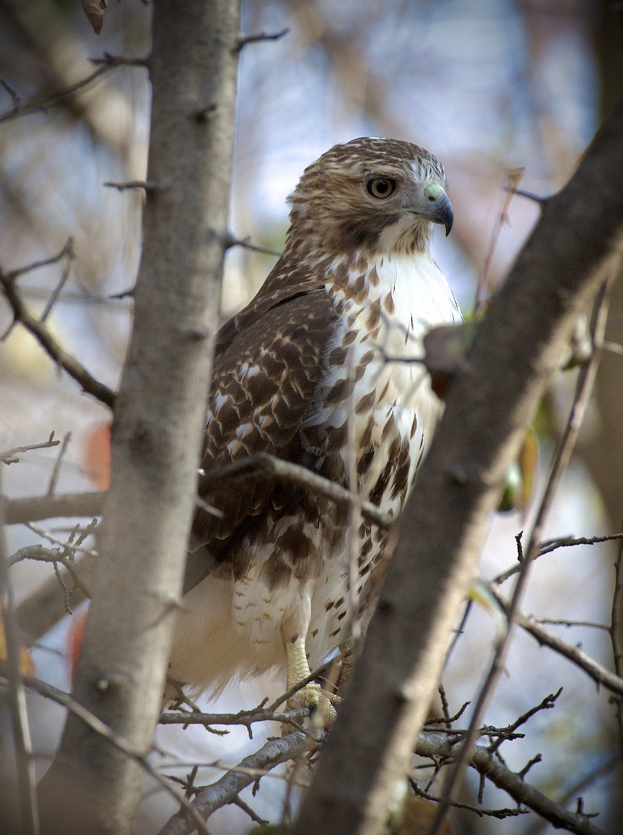 Red-tailed Hawk - ML646434383