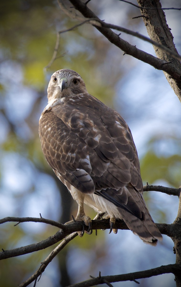 Red-tailed Hawk - ML646434384