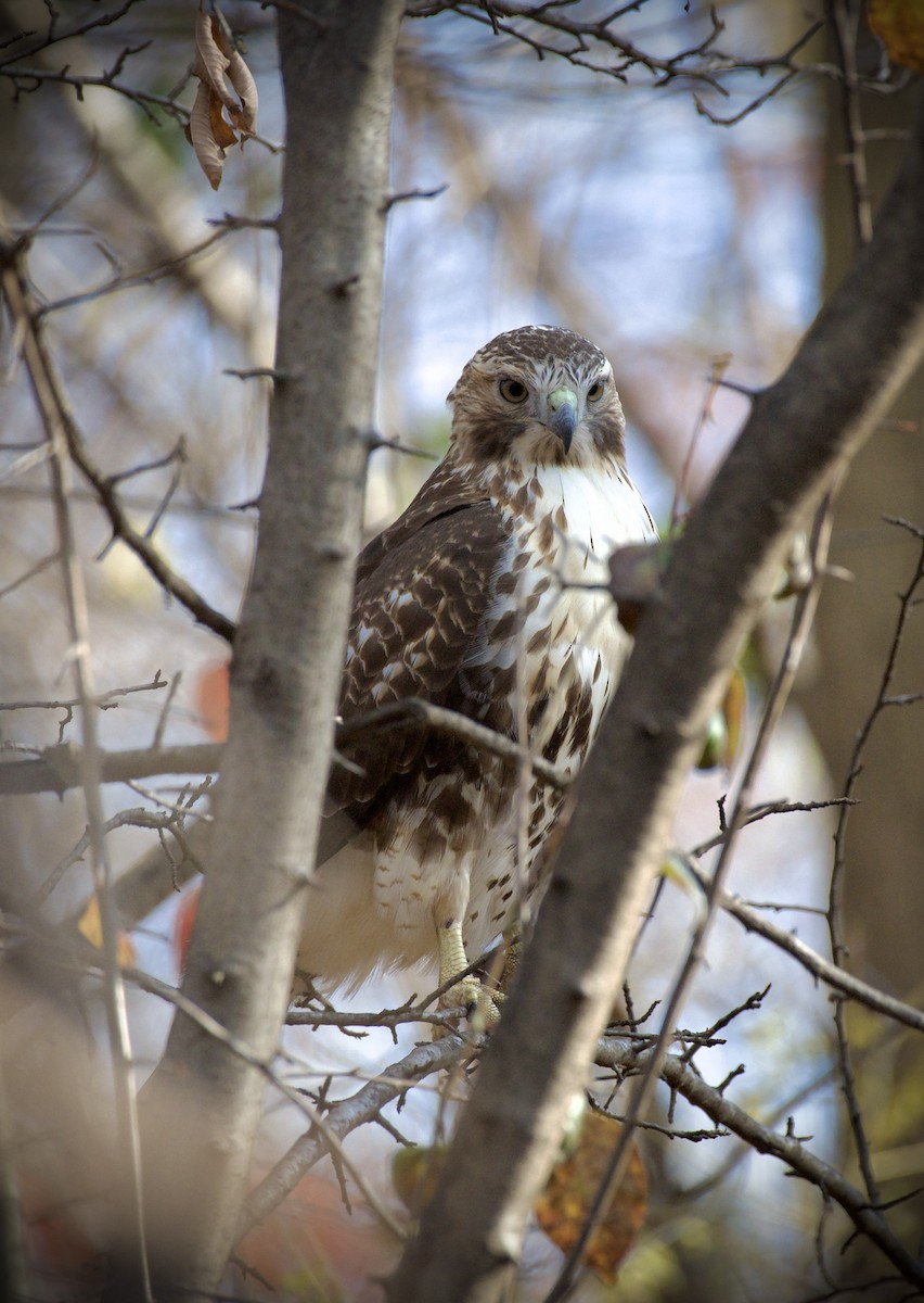 Red-tailed Hawk - ML646434385