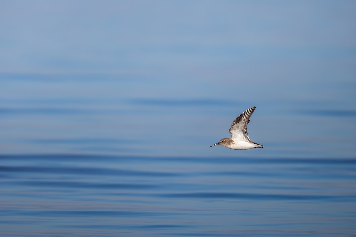 jespák obecný (ssp. pacifica/arcticola) - ML646434386