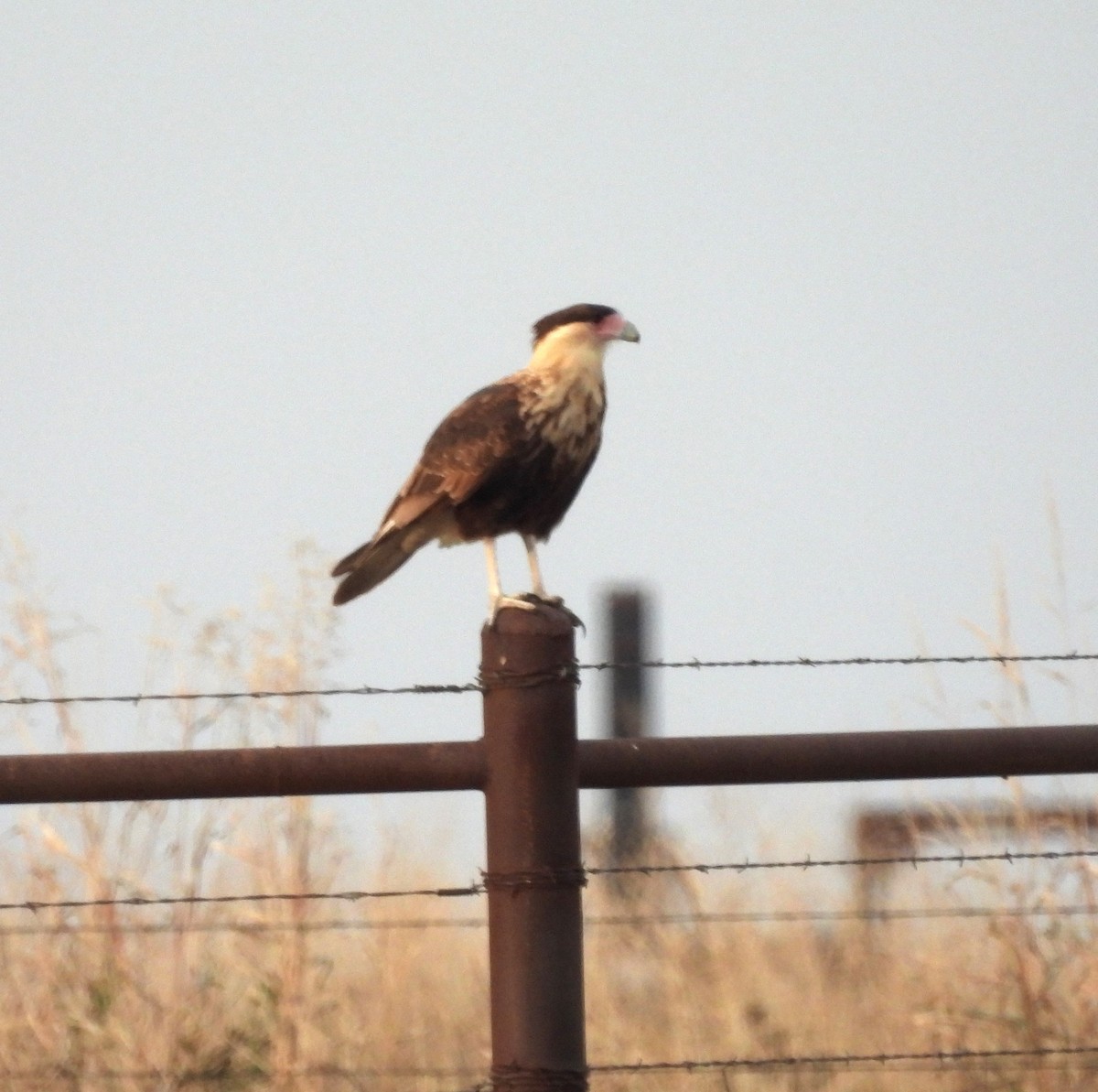 Crested Caracara - ML646434389