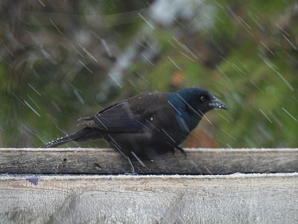 Пурпурный гракл - ML646434390