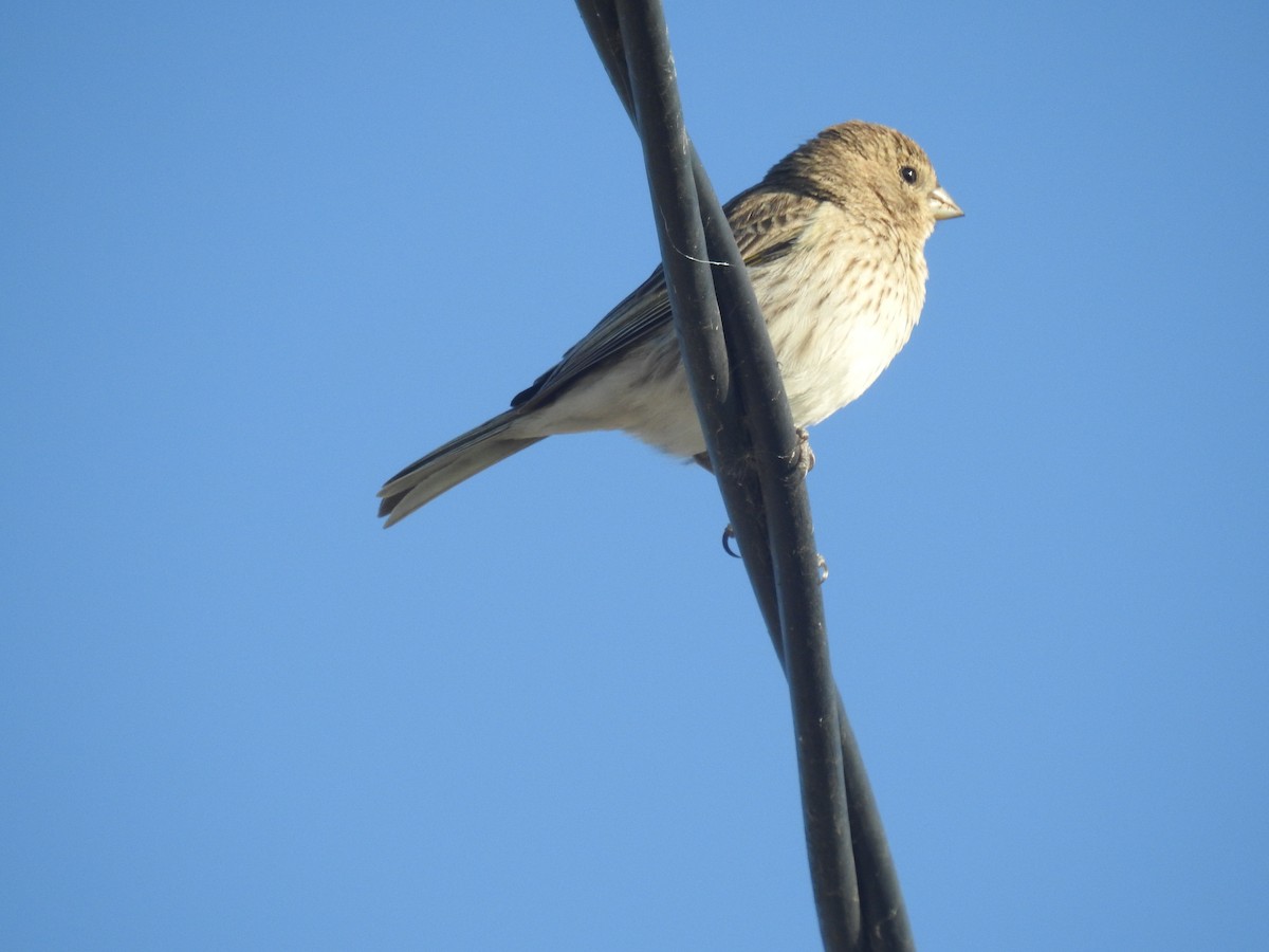 Saffron Finch - ML646434391