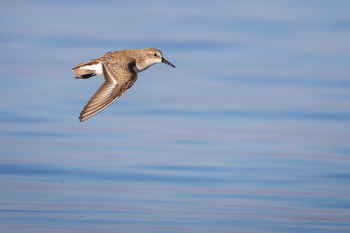 jespák aljašský - ML646434393