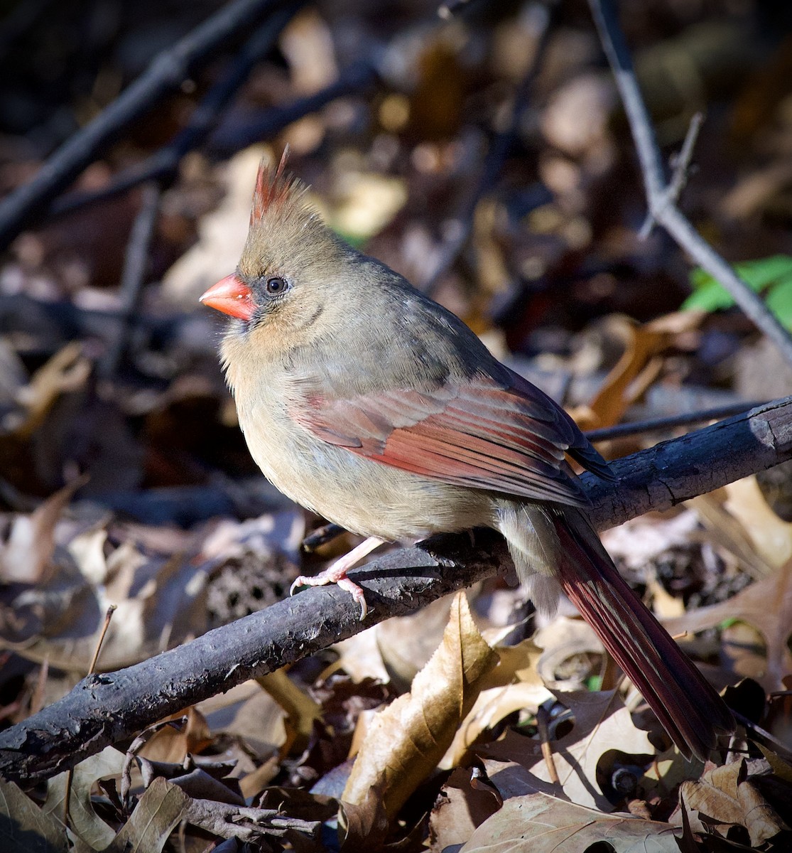 Northern Cardinal - ML646434394