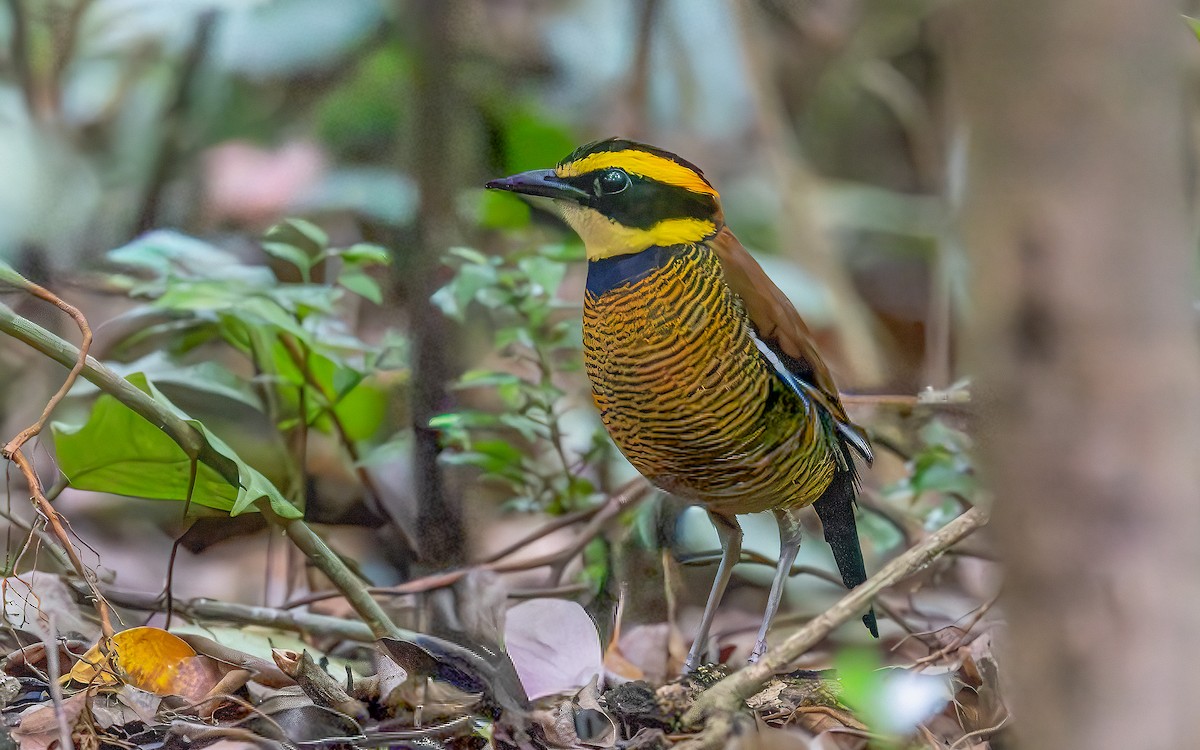 Javan Banded-Pitta - ML646434395