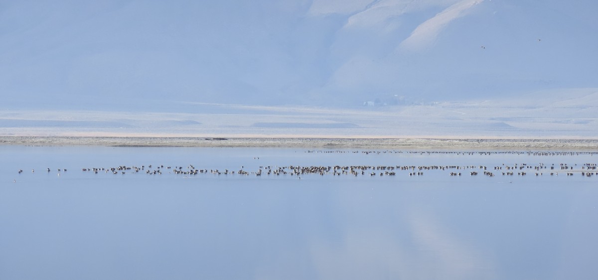 Northern Shoveler - ML646434396