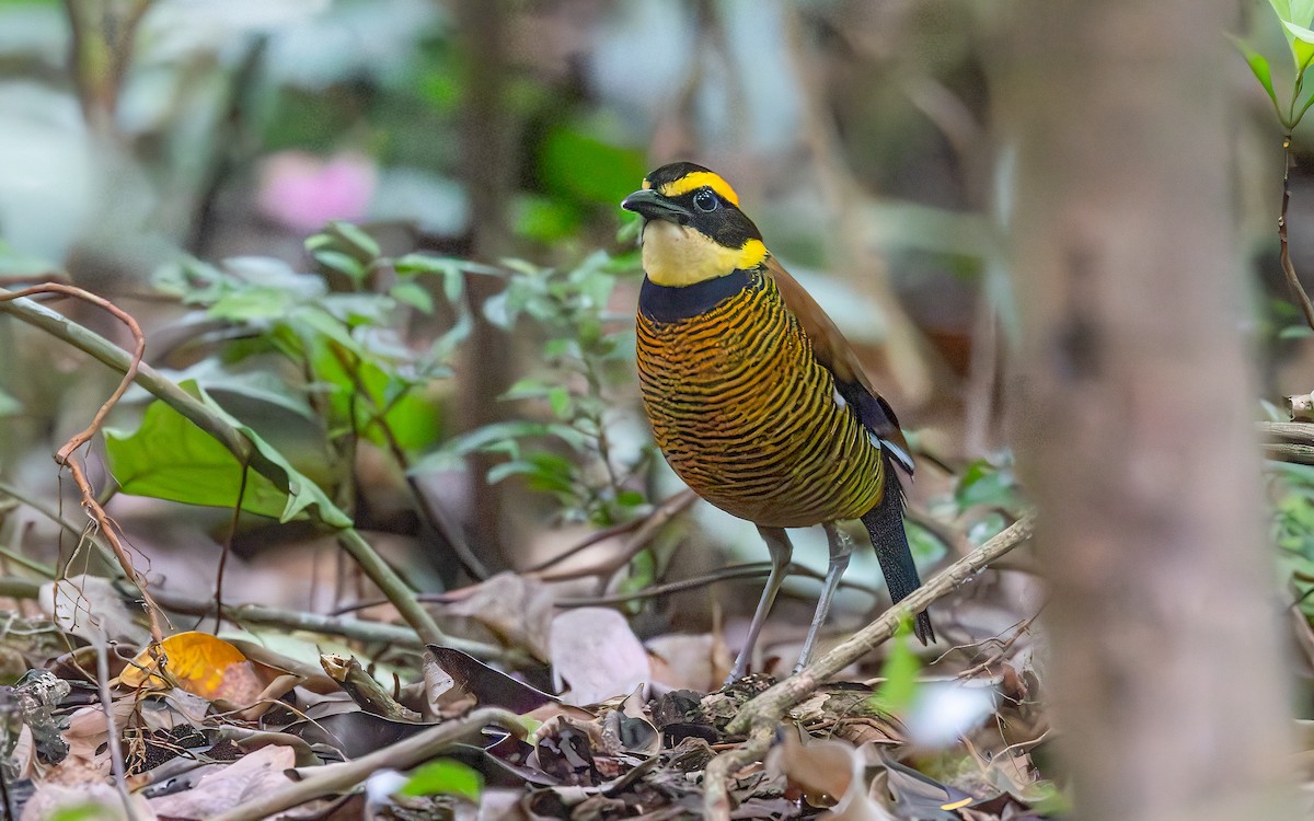 Javan Banded-Pitta - ML646434397