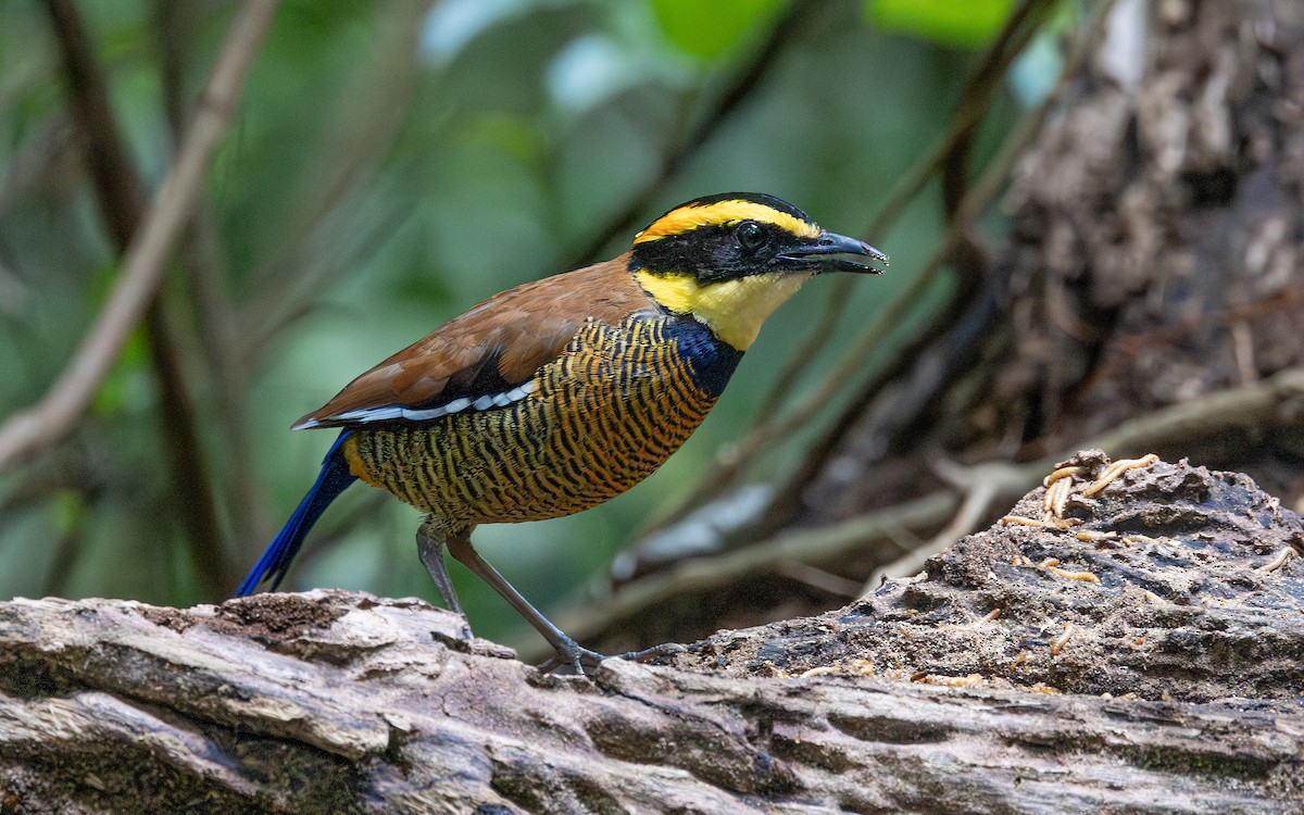 Javan Banded-Pitta - ML646434398