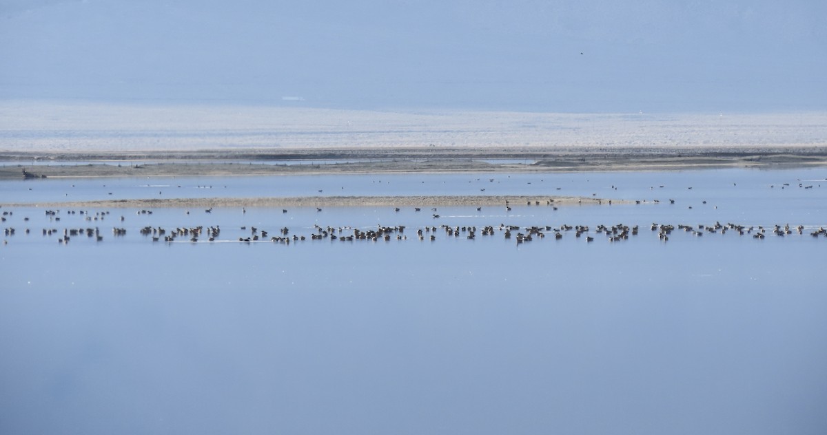 Northern Shoveler - ML646434399