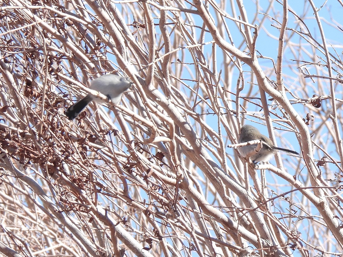 Black-tailed Gnatcatcher - ML646434400