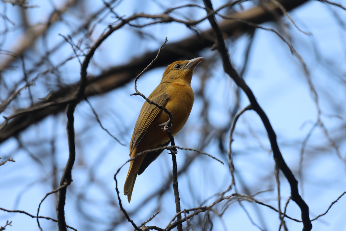 Summer Tanager - ML646434401