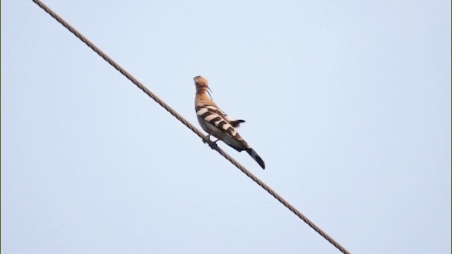 דוכיפת - ML646434403