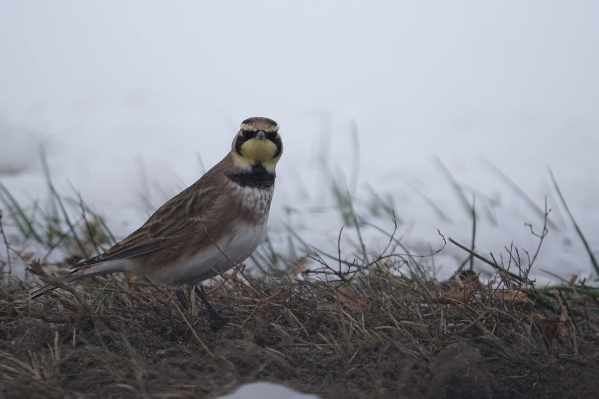 צחיחנית חרמון - ML646434404