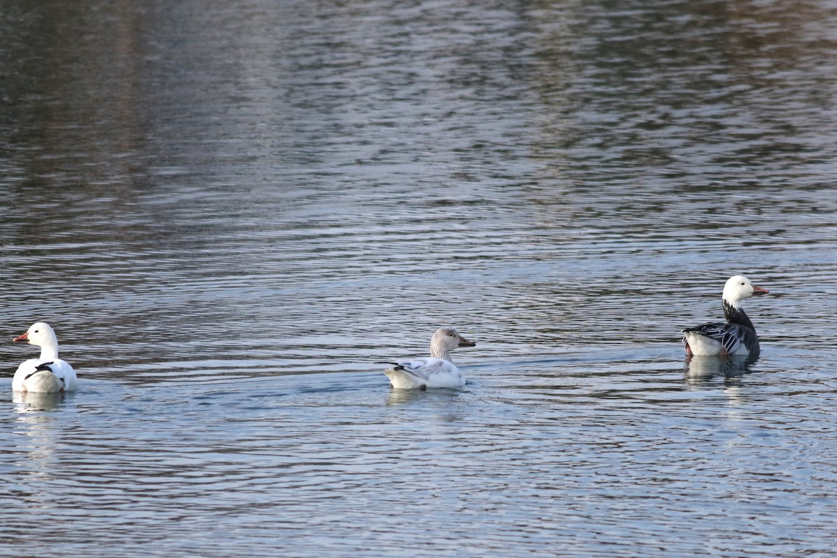 אווז שלג - ML646434405