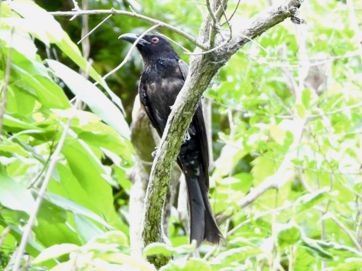 Spangled Drongo - ML646434407