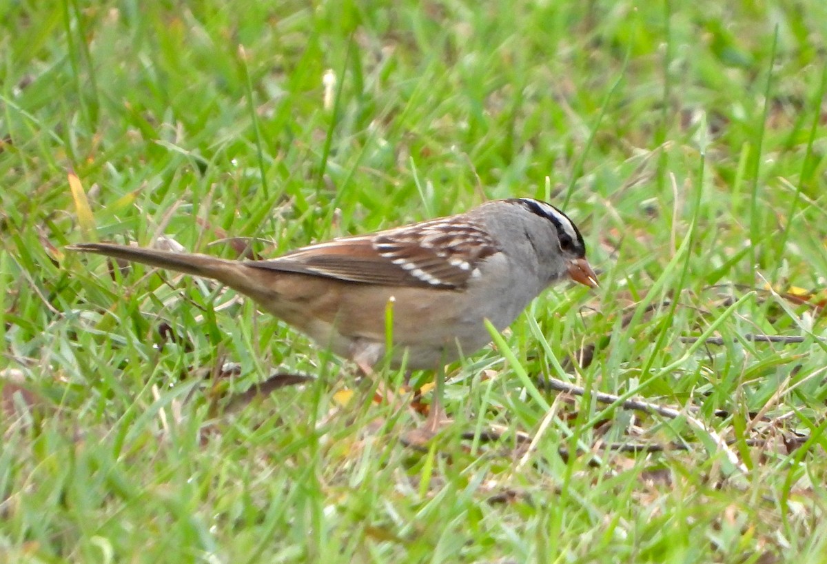 גיבתונית לבנת-כיפה - ML646434408