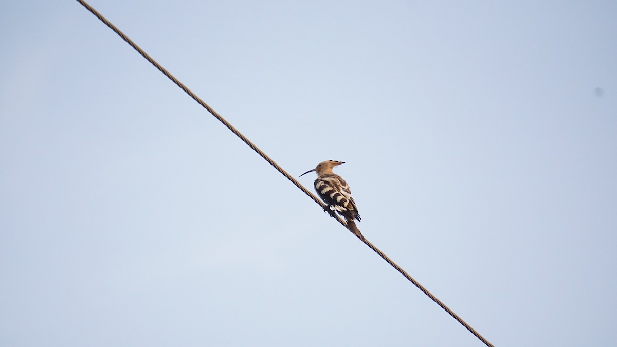 דוכיפת - ML646434409
