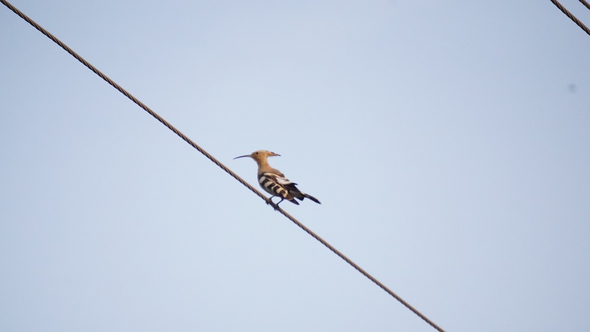 דוכיפת - ML646434410