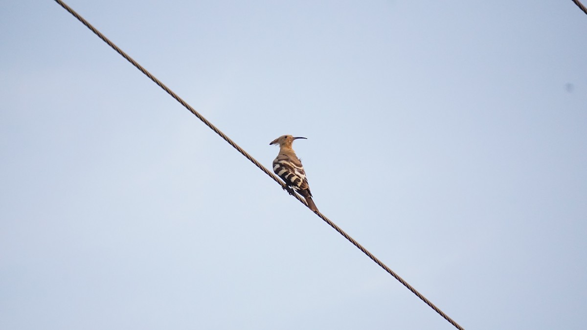 דוכיפת - ML646434411