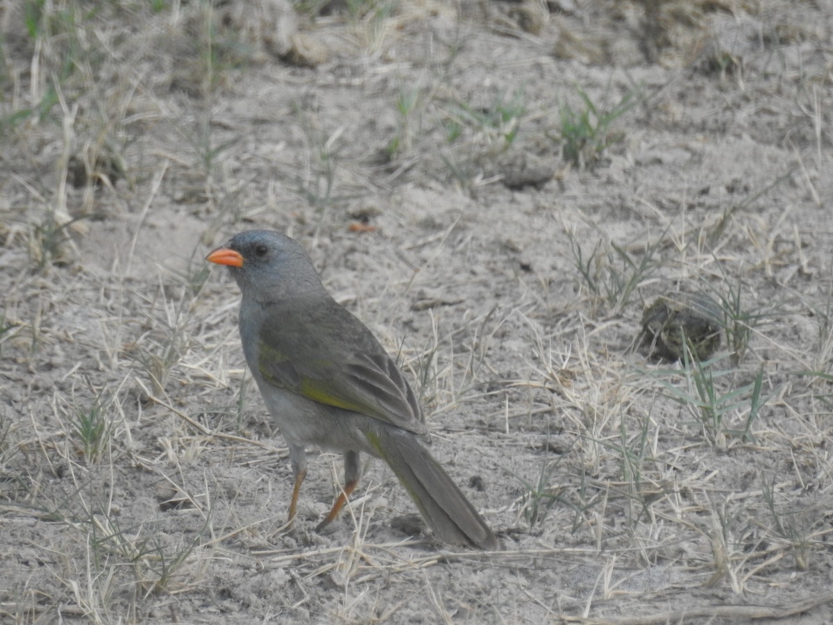 Great Pampa-Finch - ML646434412