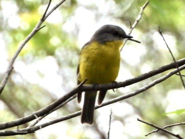 Eastern Yellow Robin - ML646434413